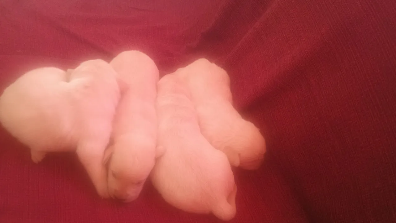 Filhotes de Labrador