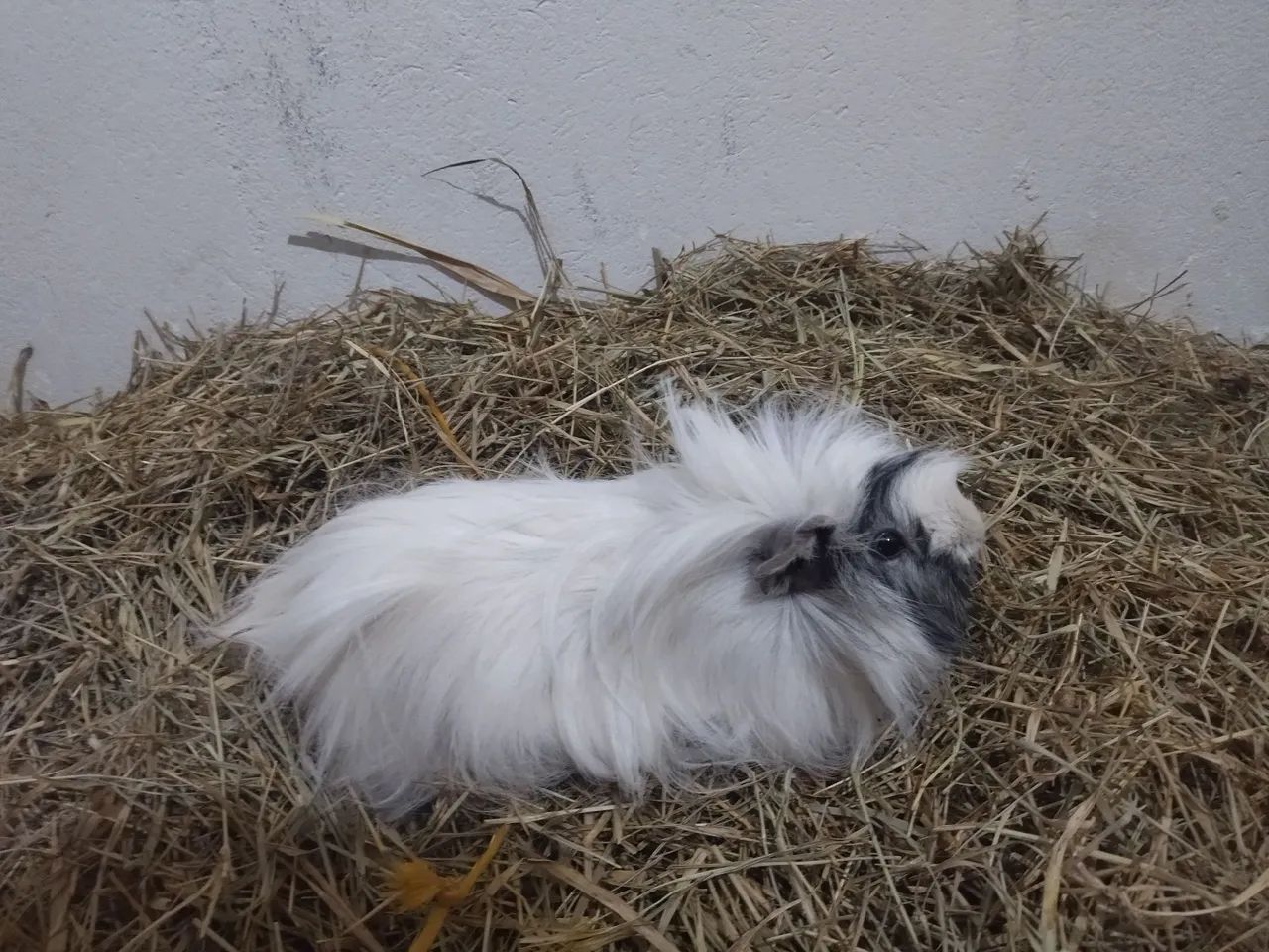 Porquinhos da Índia Peruanos - Pelo Longo  - Foto 2