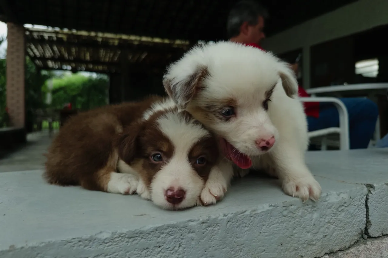 Filhotes de Border Collie