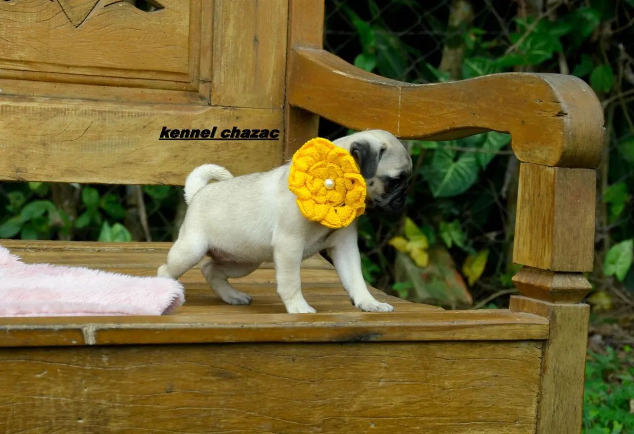 Pug mini - uma bebê princesa disponível em Sorocaba 