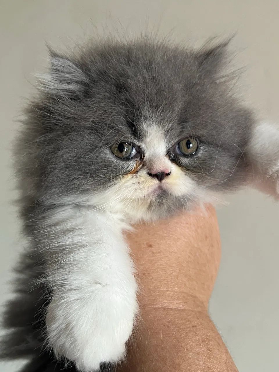 Filhote gato persa  - Foto 5