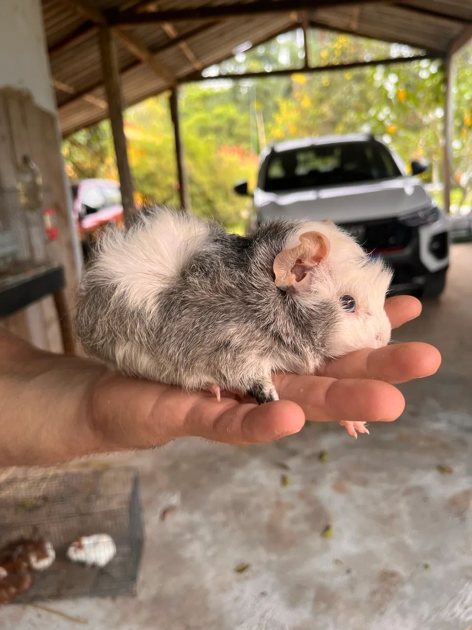 Porquinhos da índia 64606908695169121