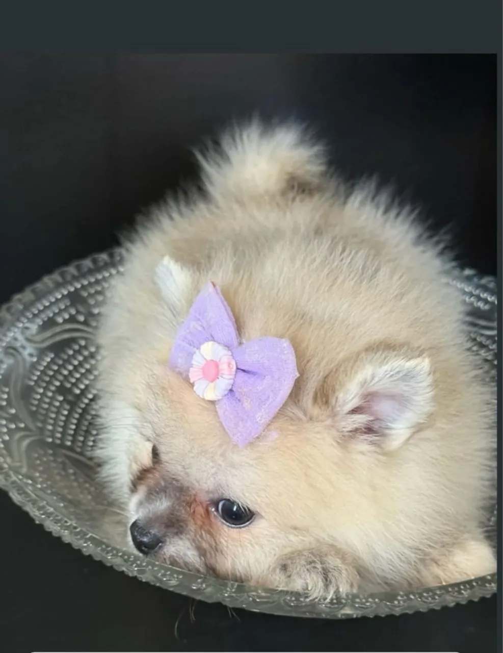 Filhotes de Spitz Alemão machos e fêmeas