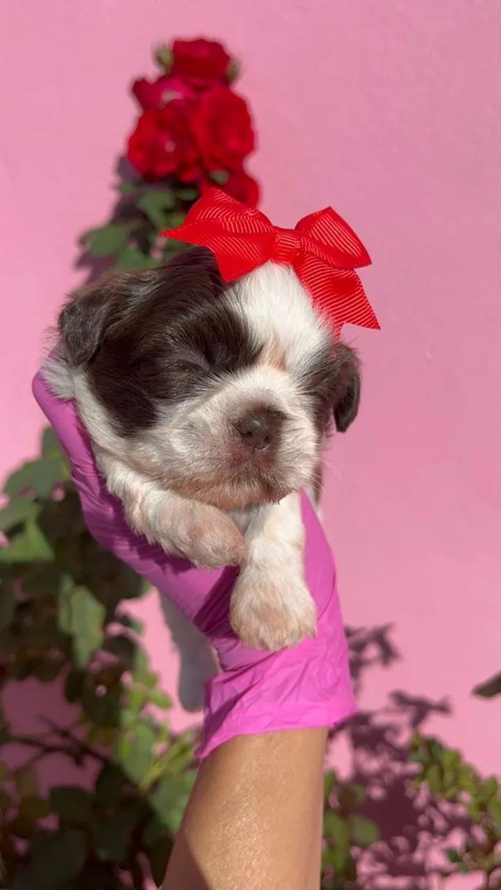 Shih Tzu Fêmea pelagem branca e chocolate, olhos verdes - Canil Best Friend - Foto 5