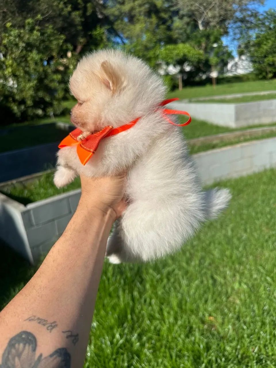 Filhotes de Spitz Alemão  - Foto 4