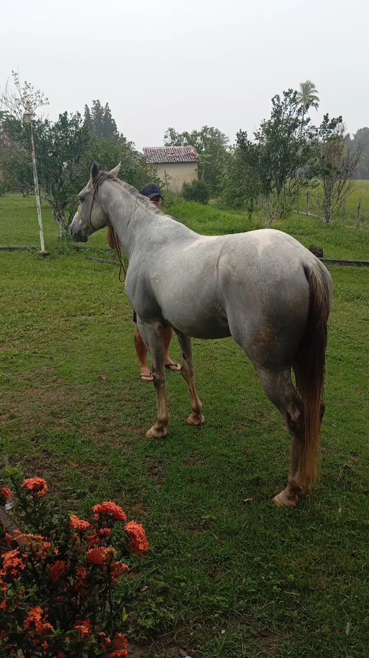 Cavalo Manso de Sela.