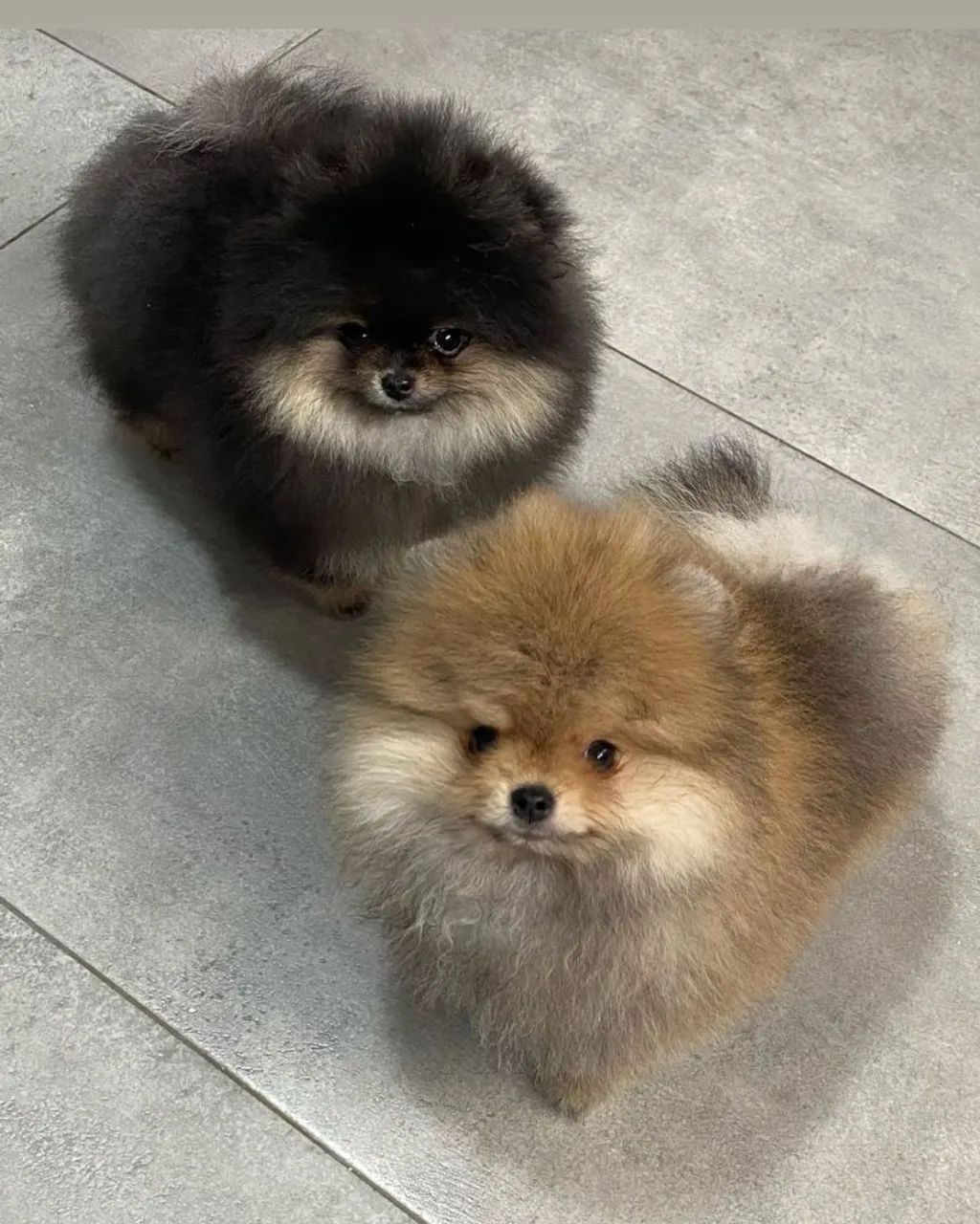 Lulu da pomerania 