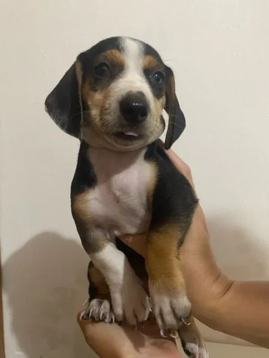 filhotes raça Dachshund/Teckel fêmea 