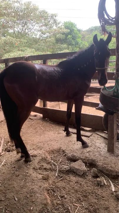 Potro meio sangue mangalarga. 