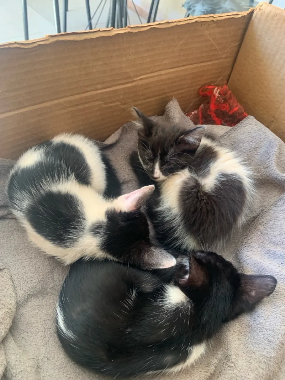 GATINHOS PARA DOAÇÃO 