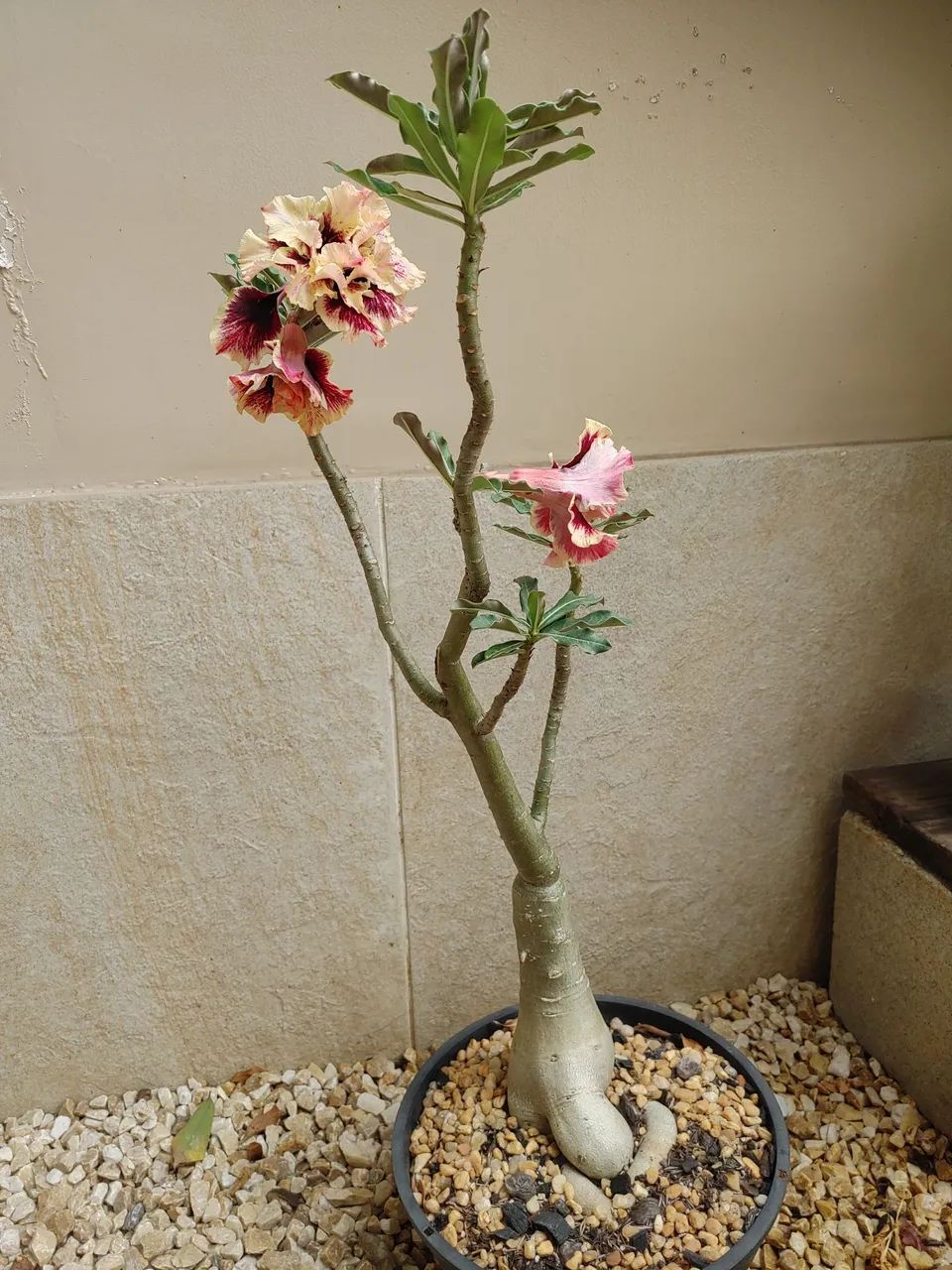 Rosa do deserto64305624404995122