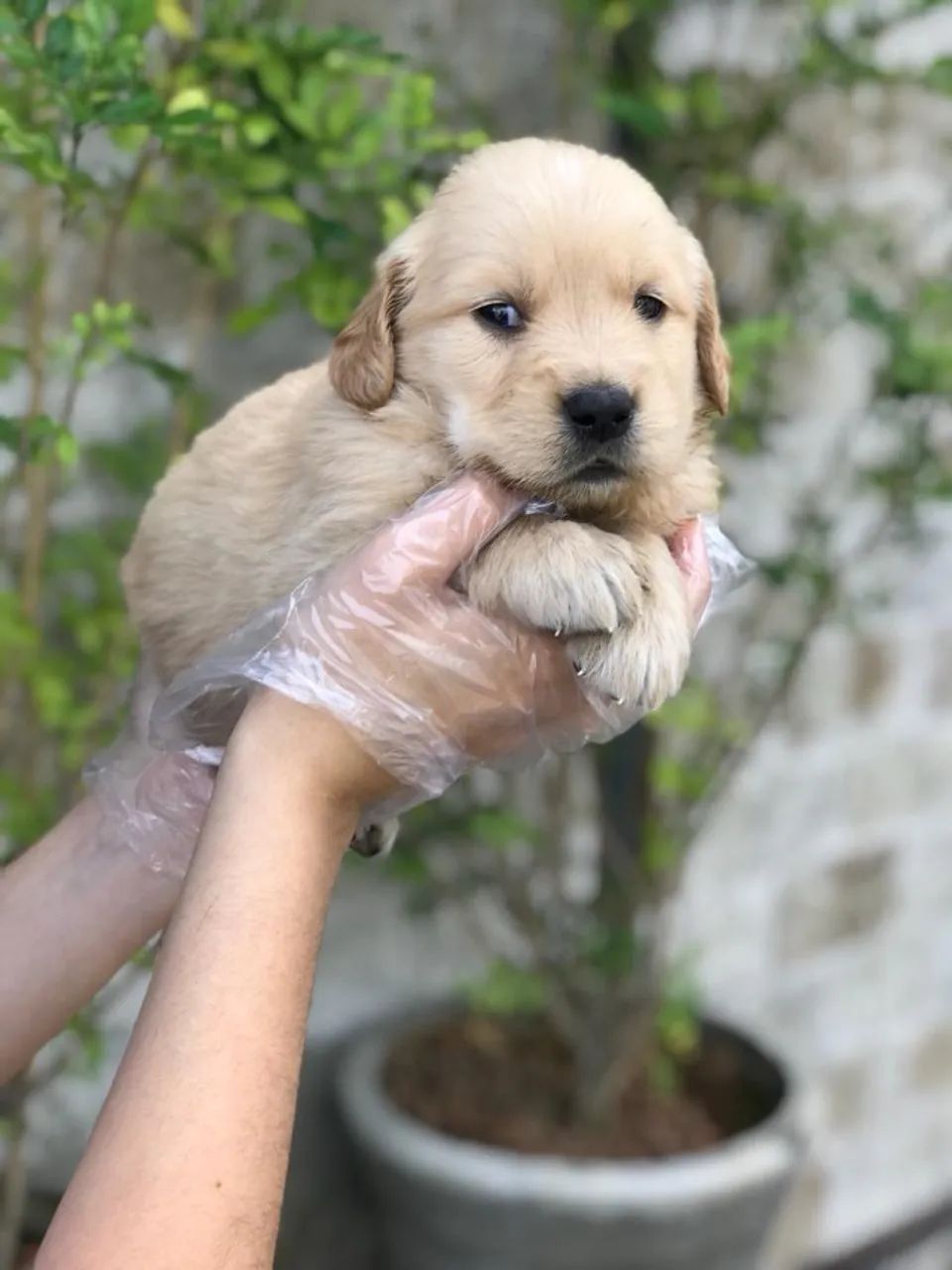 Loja Física com Filhotes de Golden Retriever e Garantia Vitalícia - Foto 3