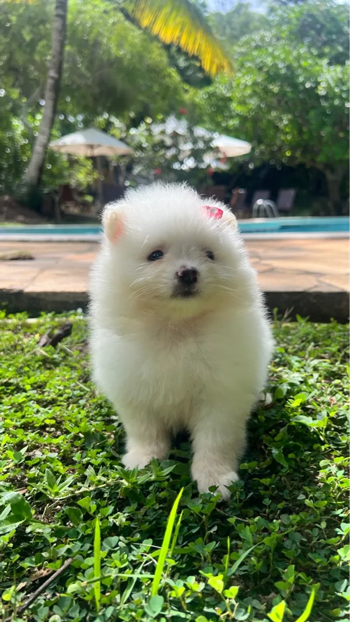 Alto padrão spitz alemão