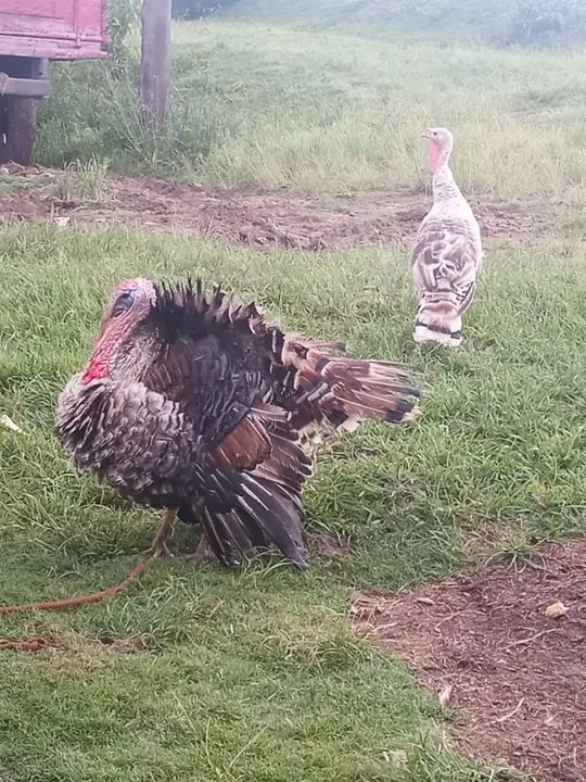 Peru gigante para venda