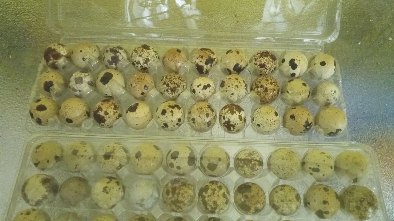 Ovos galados codornas gigantes. - Foto 4