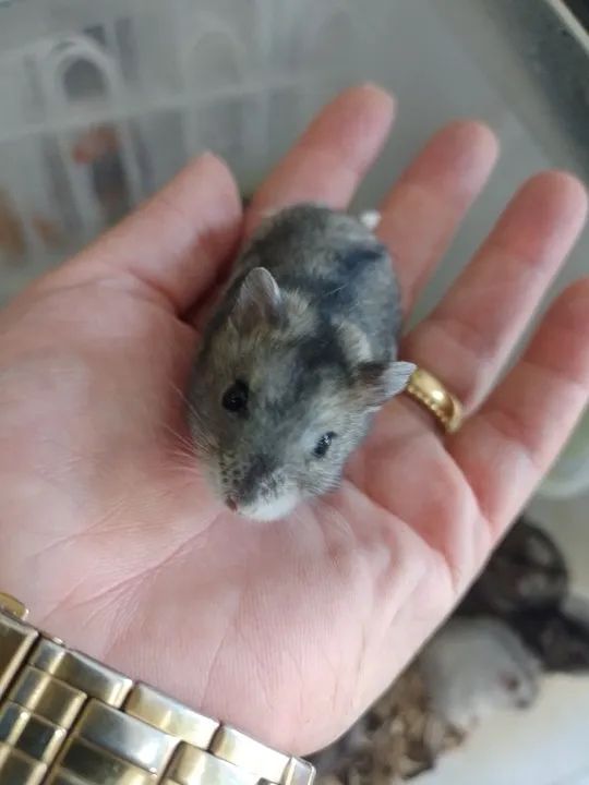 Hamster Anão Russo 