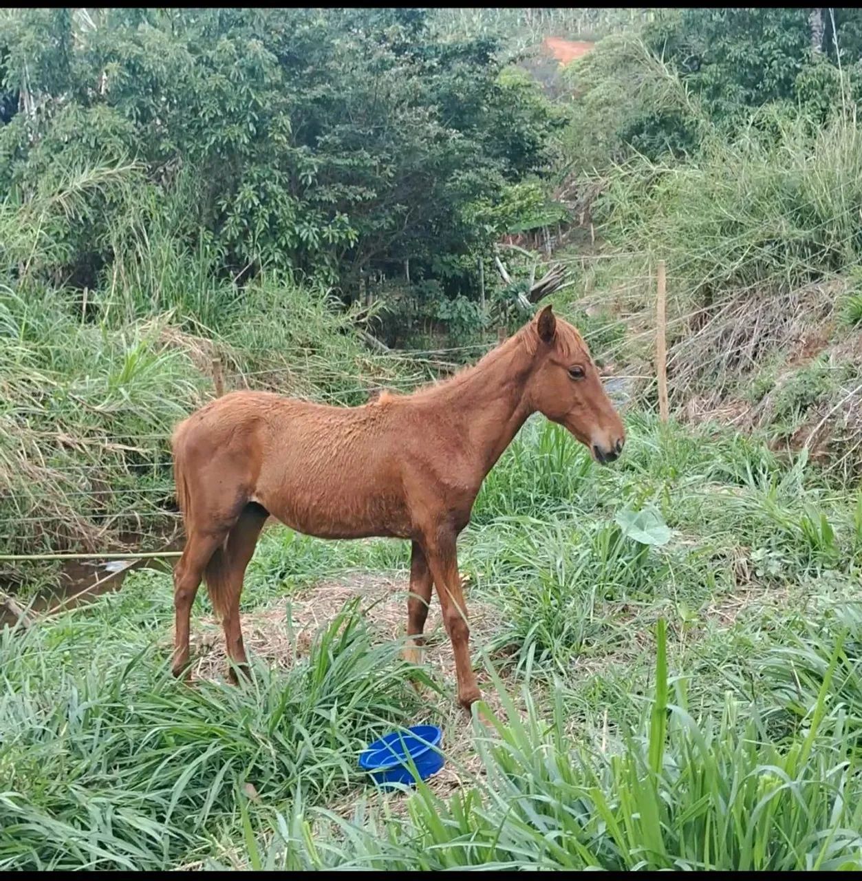 Égua e potro - Foto 5