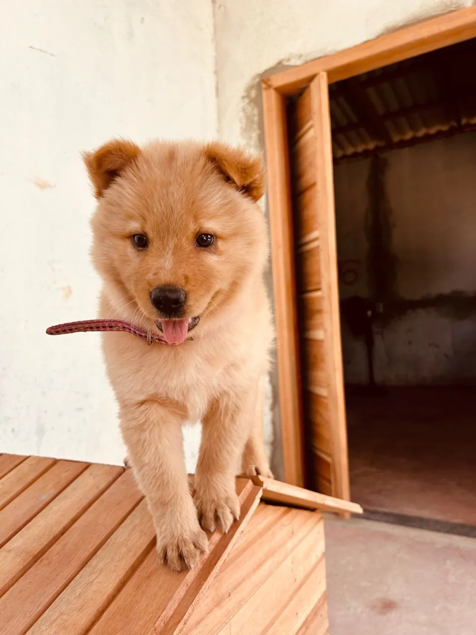 Cachorro chow chow