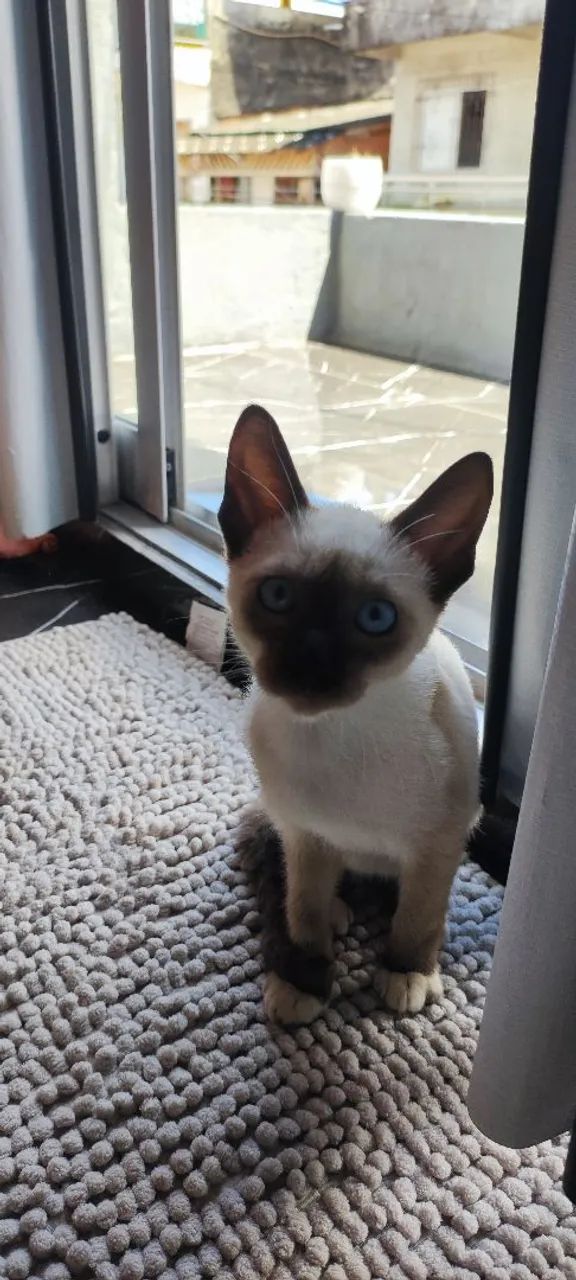 Três gatinhos siameses para adoção! - Foto 4