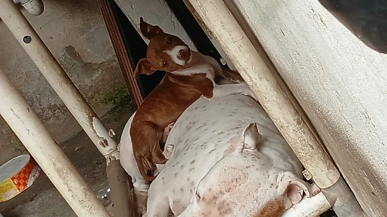 Filhote de Pitbull fêmea  - Foto 2
