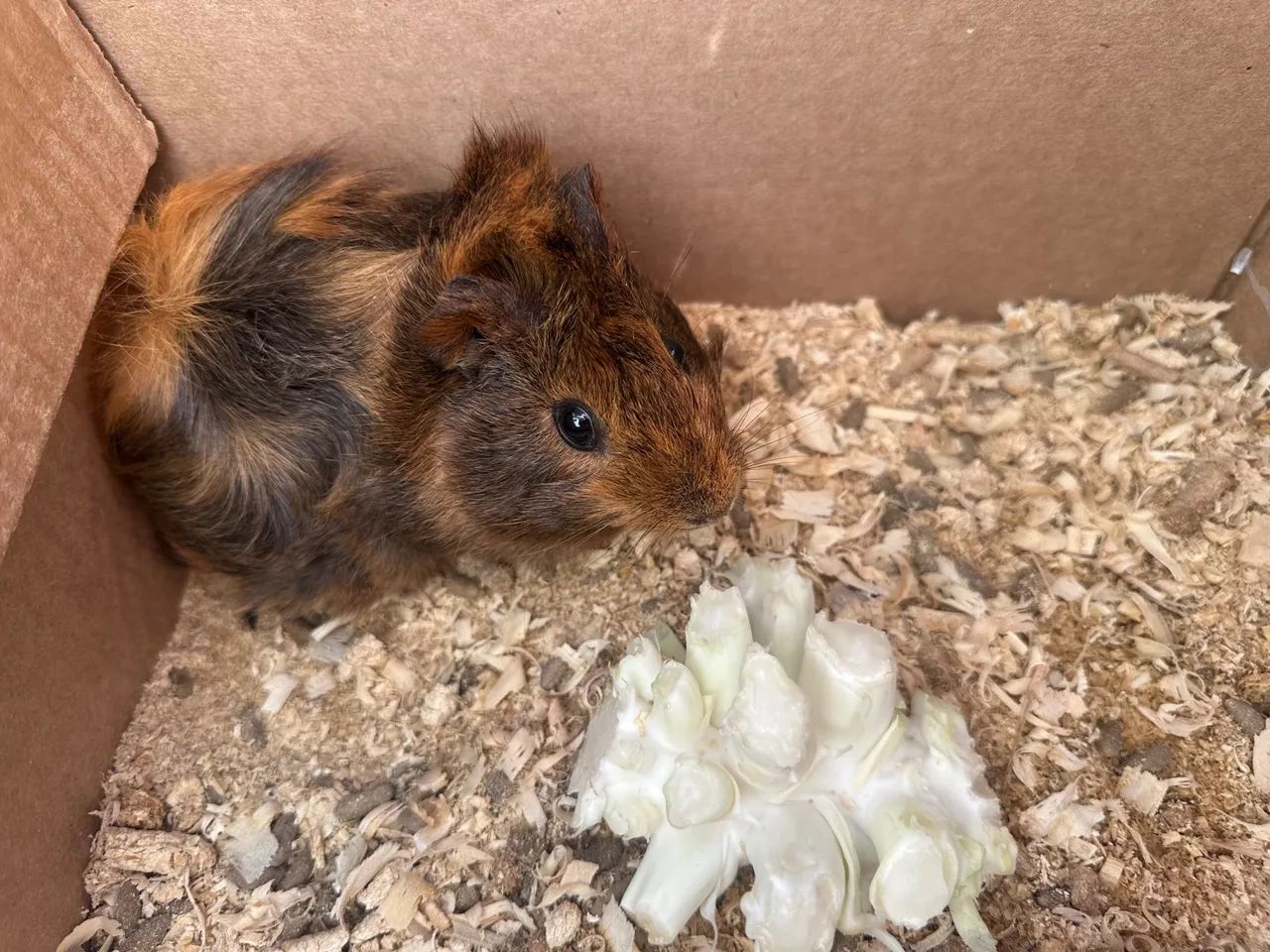 Porquinho da índia  - Foto 3