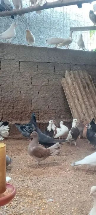 Frangos Caipiras -  - Foto 4