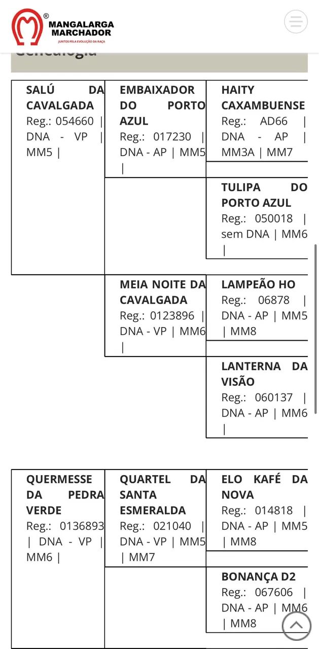 Potro MM 3 anos  - Foto 4