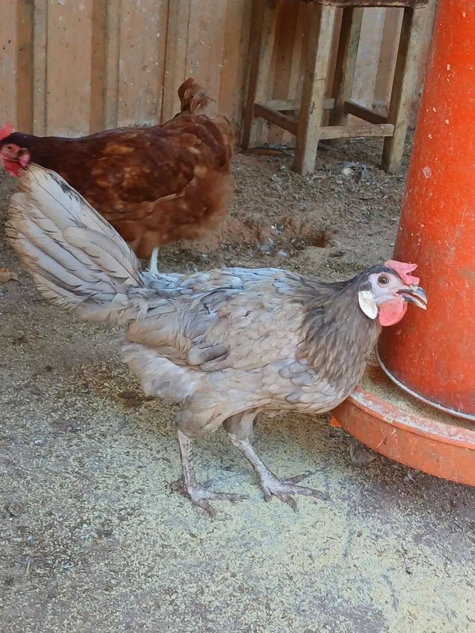 Galinha cara de palhaço azul - Foto 2