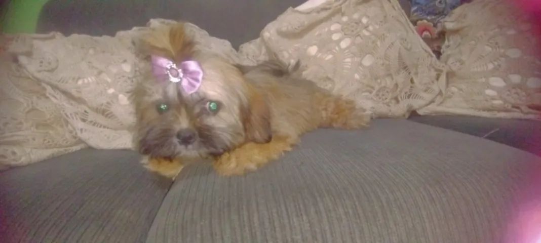 Princesa maravilhosa, porte pequeno - Foto 2