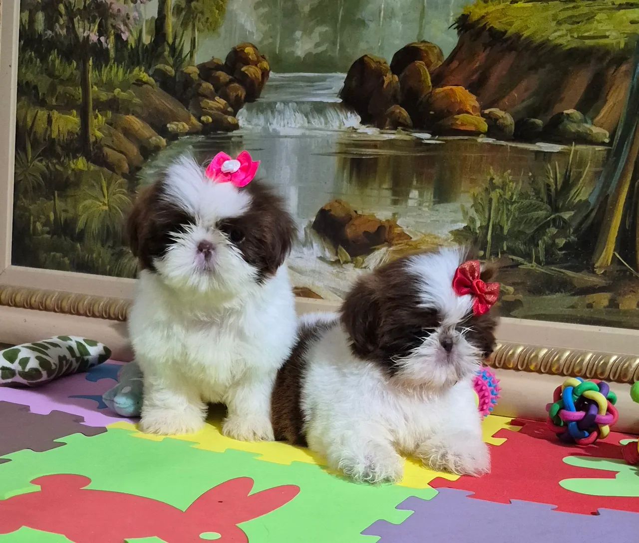 Shihtzu  - Foto 3