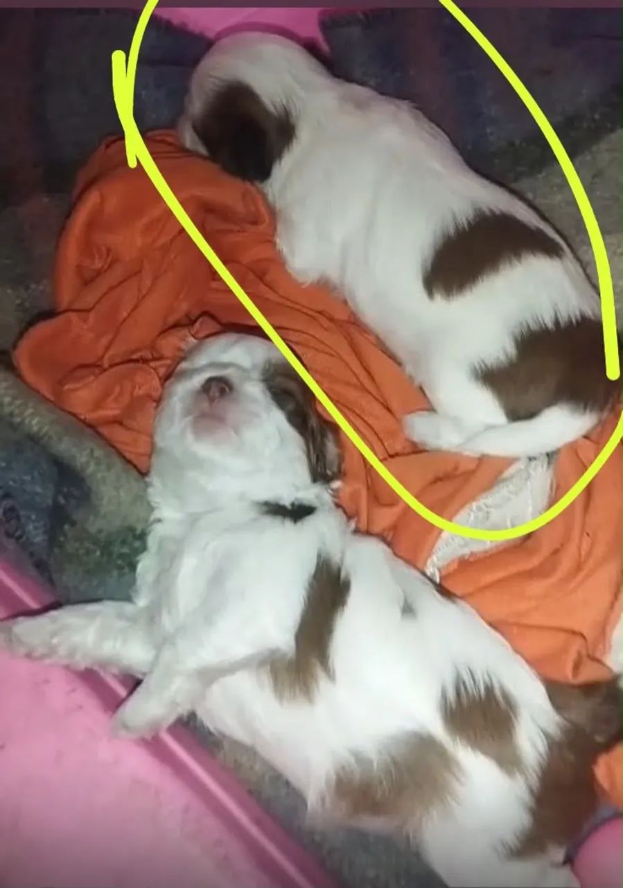 Cachorro Shihtzu