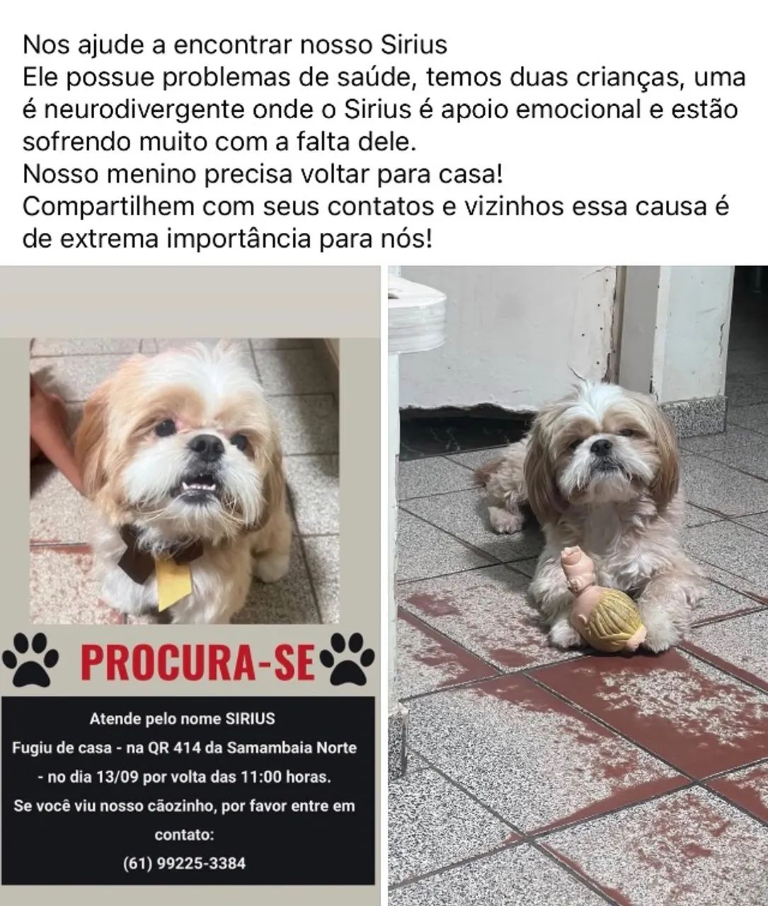 Cachorro perdido 