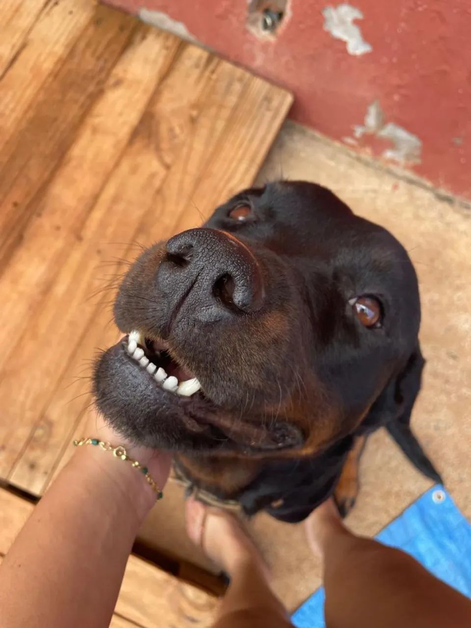 Doação de rottweiler  - Foto 4