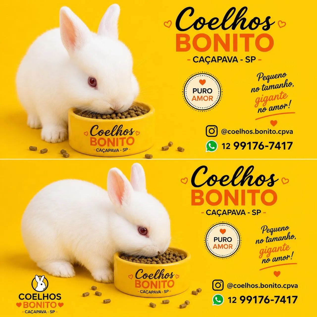 Coelho anão netherland dwarf Albino  - Foto 2