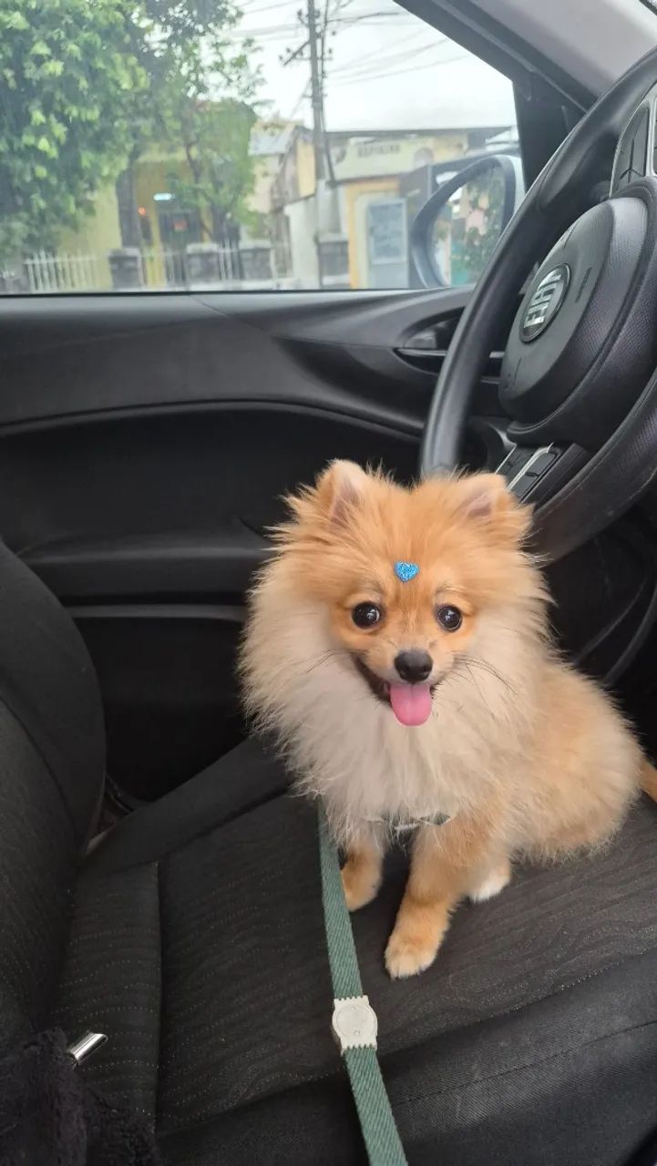 Babá  de pet pequeno porte. - Foto 2