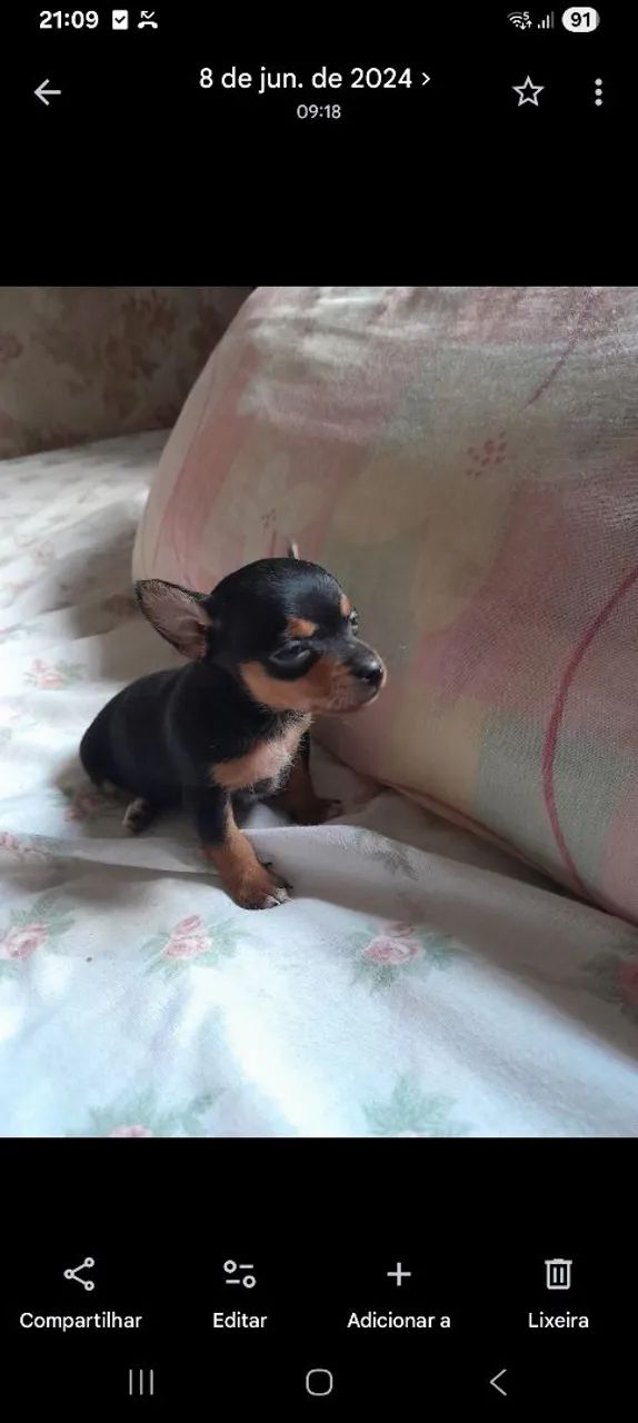 Pinscher macho  - Foto 2