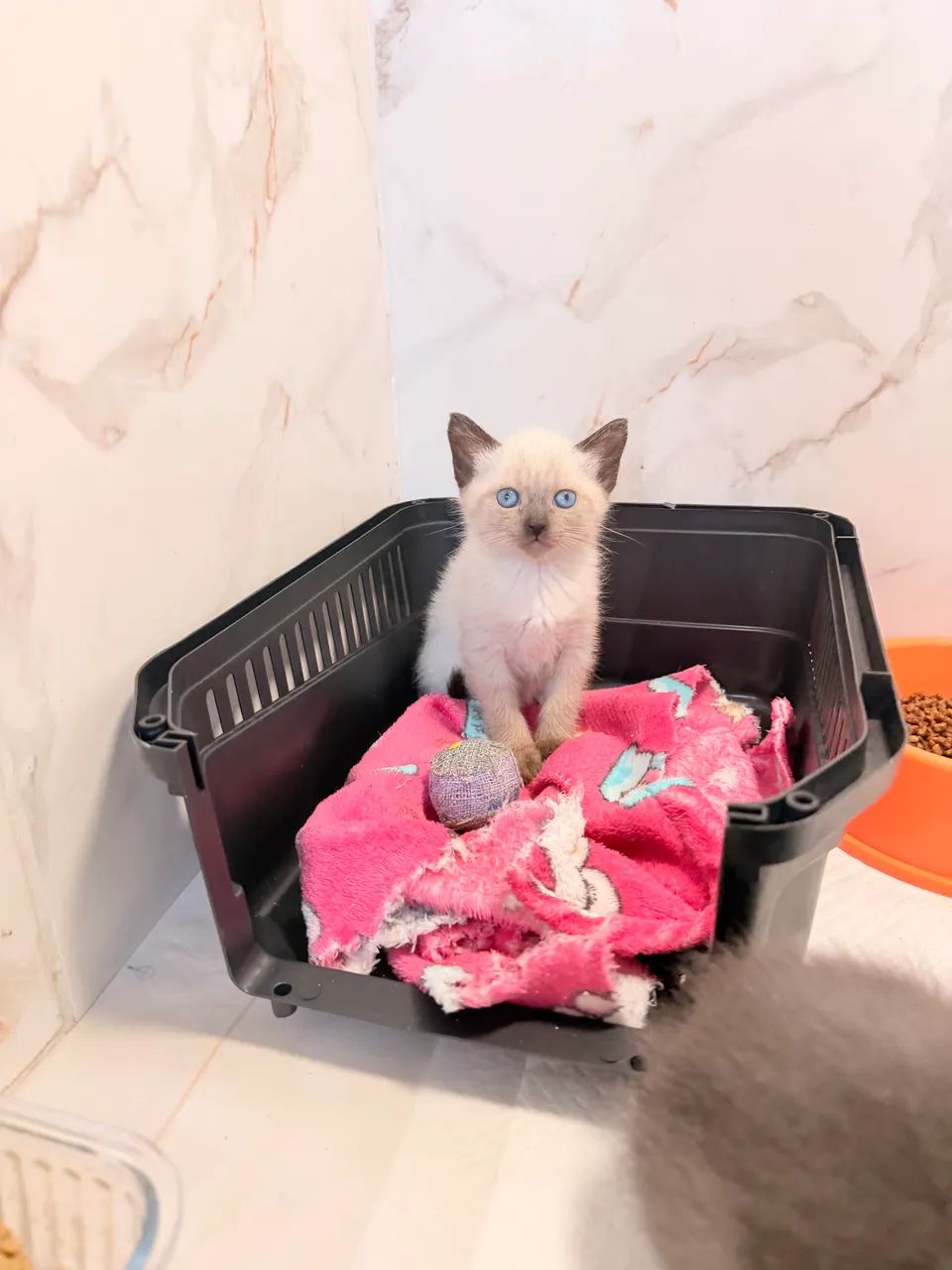 Siamês Feminha Pronta Entrega  - Foto 2