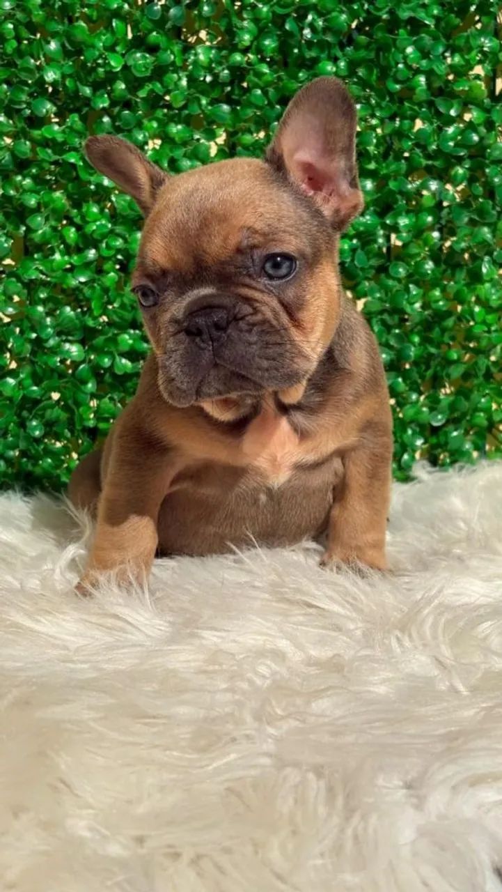 buldogue francês  - Foto 2