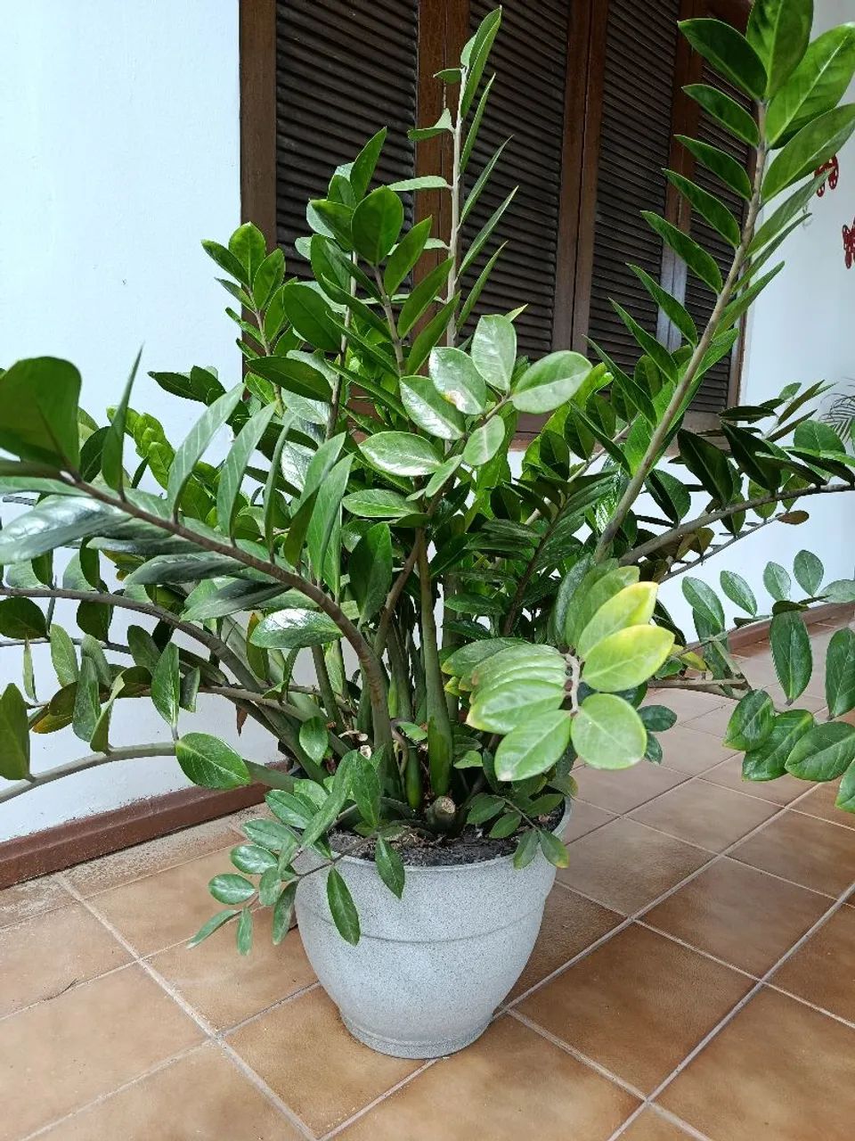 Zamioculca 