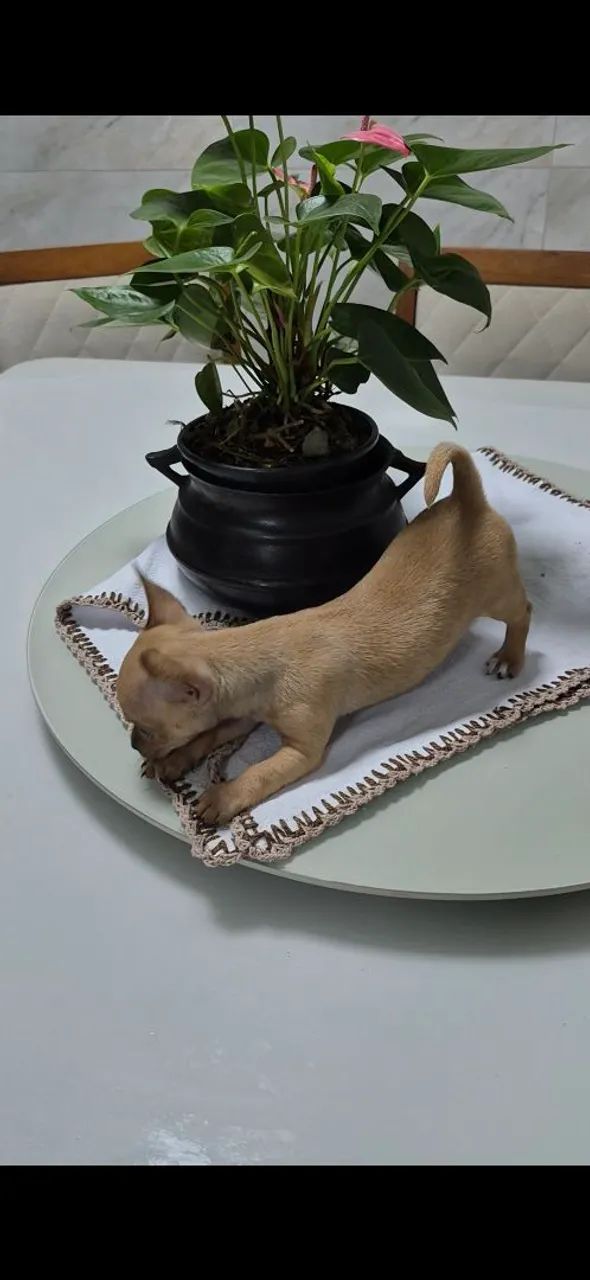 Chihuahua  Macho pai e chocolate  - Foto 2