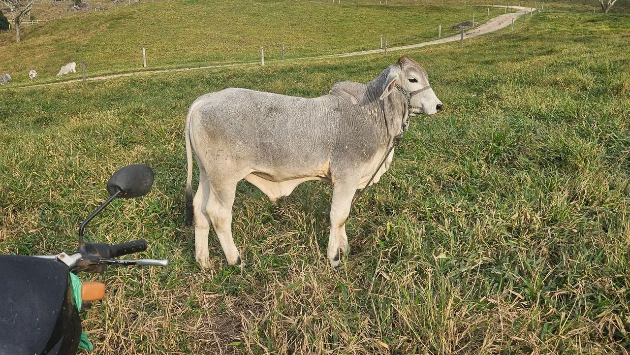 Terneiros Brahman PO  - Foto 3