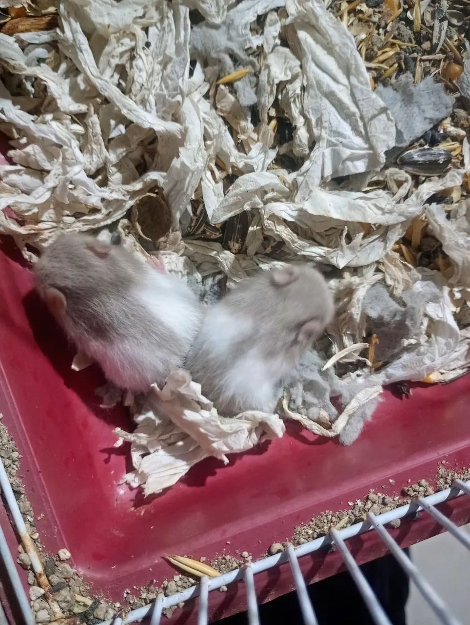 Hamster Sírio  - Foto 2