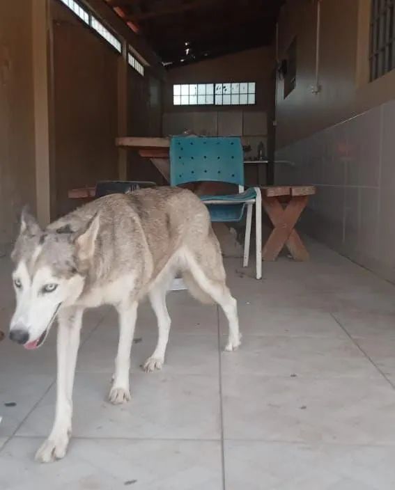 Filhotes de husky siberiano puro  - Foto 4