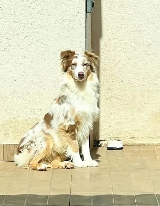 Pastor Australiano com Pedigree - Foto 2