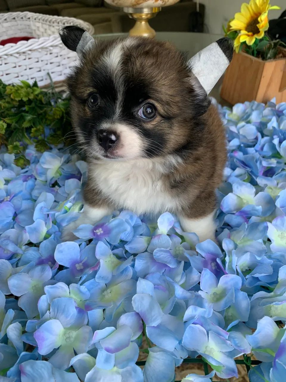 Chihuahua  - Foto 2