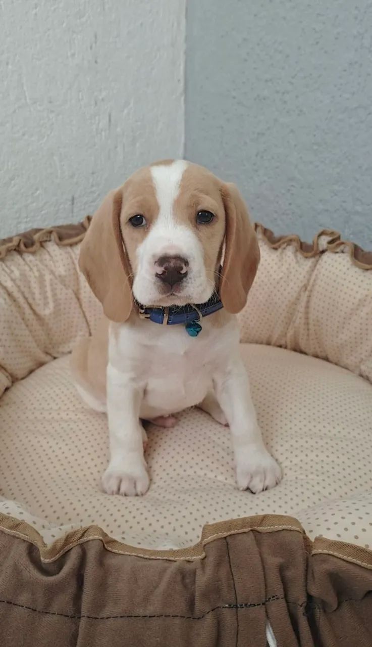 BEAGLE