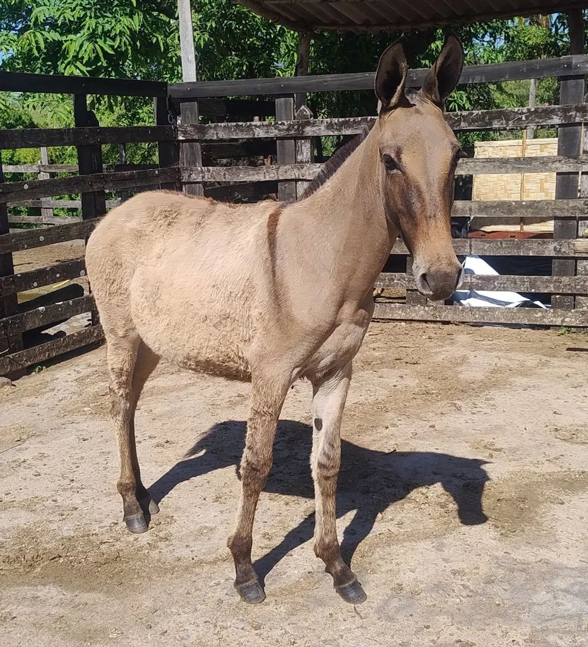 Burro - Foto 5