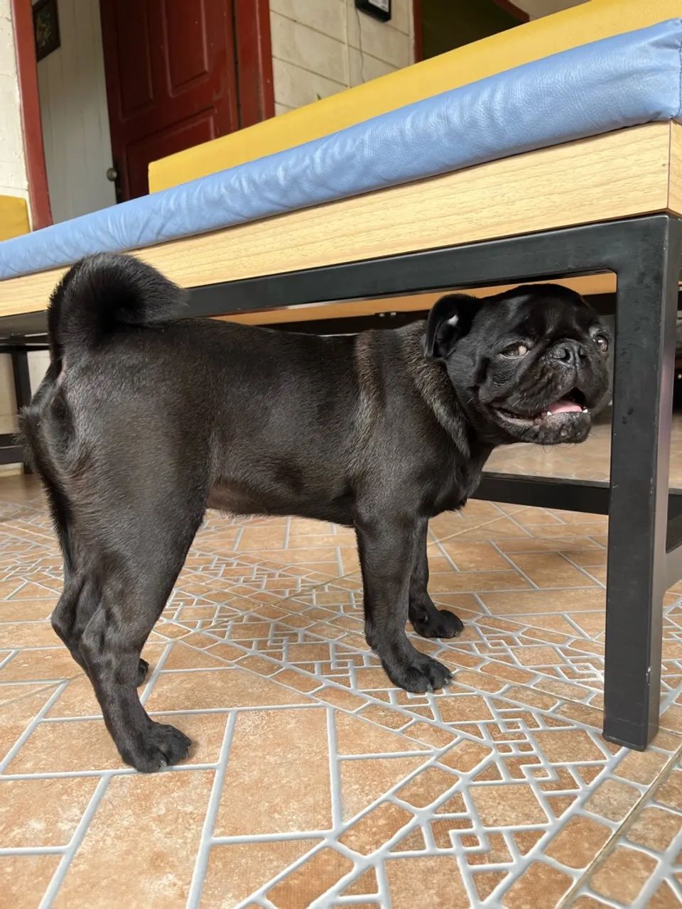 Cachorro pug macho  - Foto 3