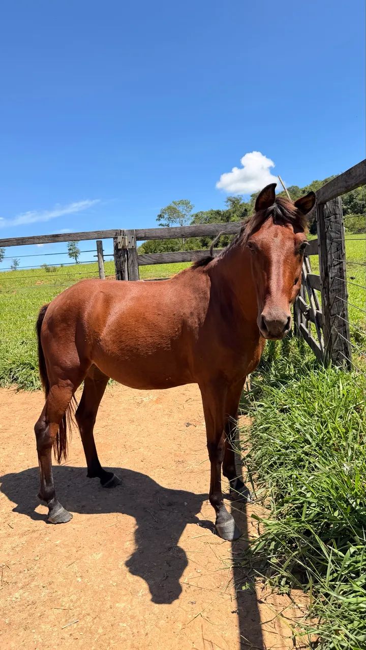 Cavalo Feroz  - Foto 4