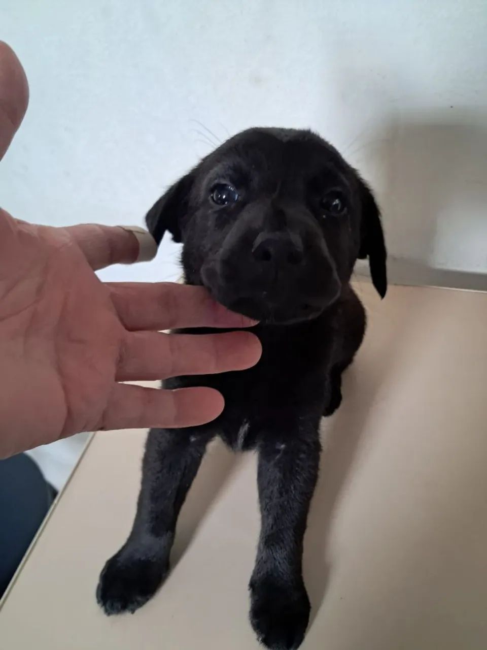 Filhotes labrador  - Foto 2